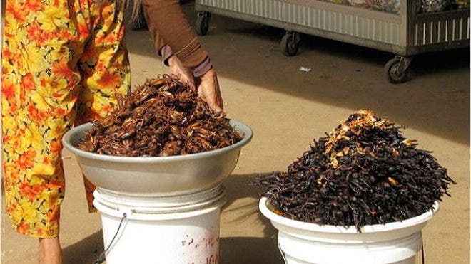 Apakah serangga merupakan solusi terhadap krisis pangan global?