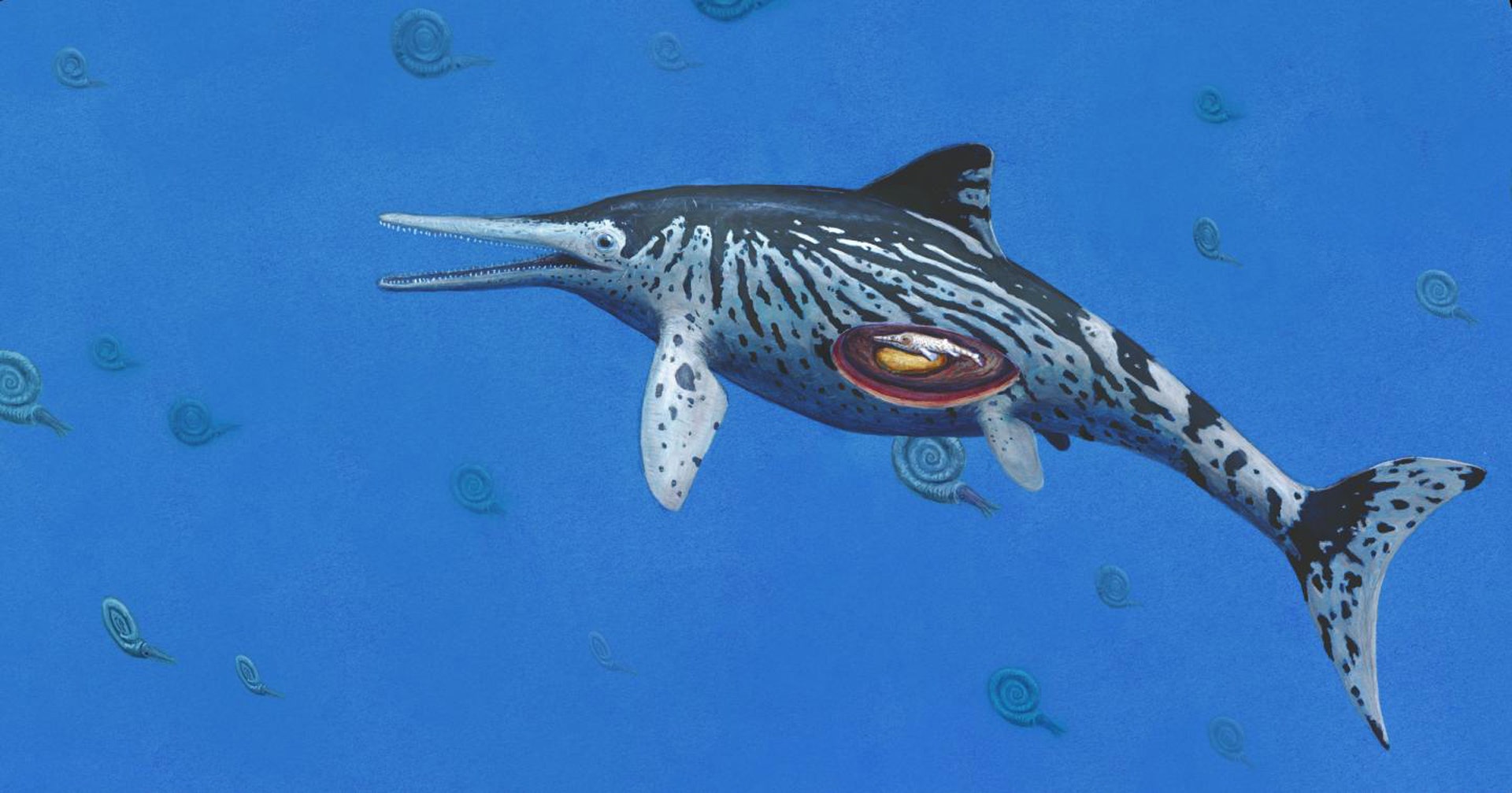 Flattened Ichthyosaur Fossil Gets New Life With X-ray Vision - The