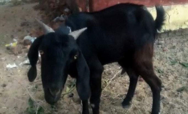 Goat arrested in India for grazing in judge's garden | Fox News