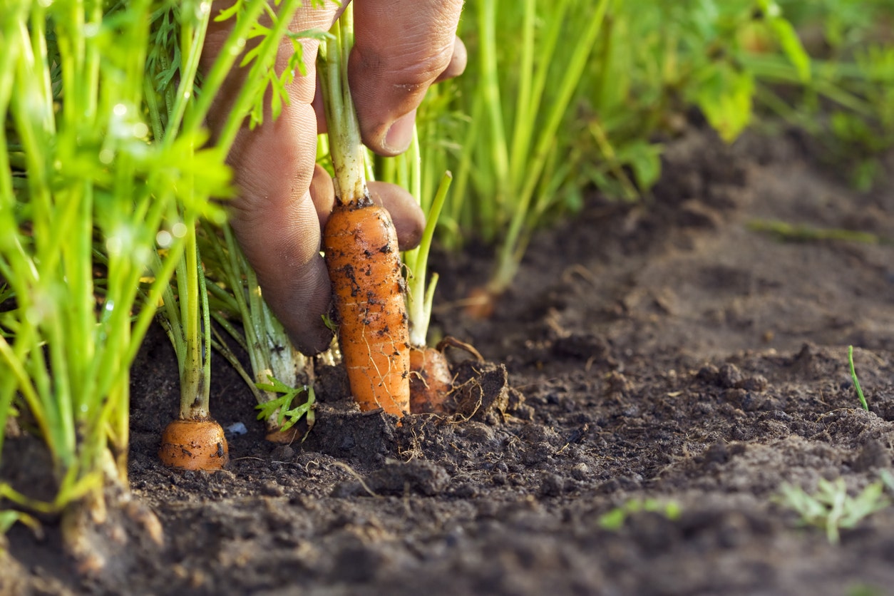 Womans Lost Engagement Ring Turns Up Wrapped Around A Carrot 13 Years