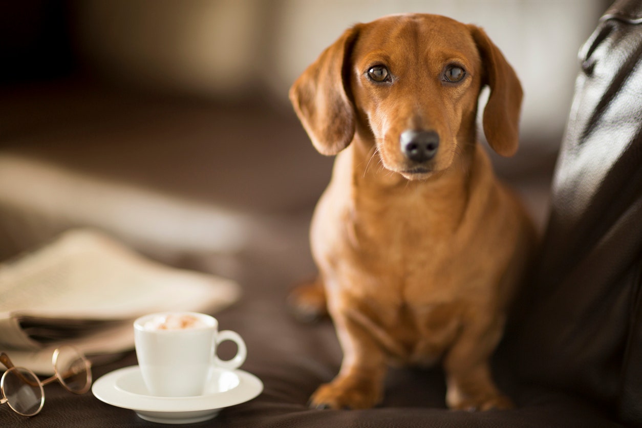 what happens when dogs eat coffee grounds