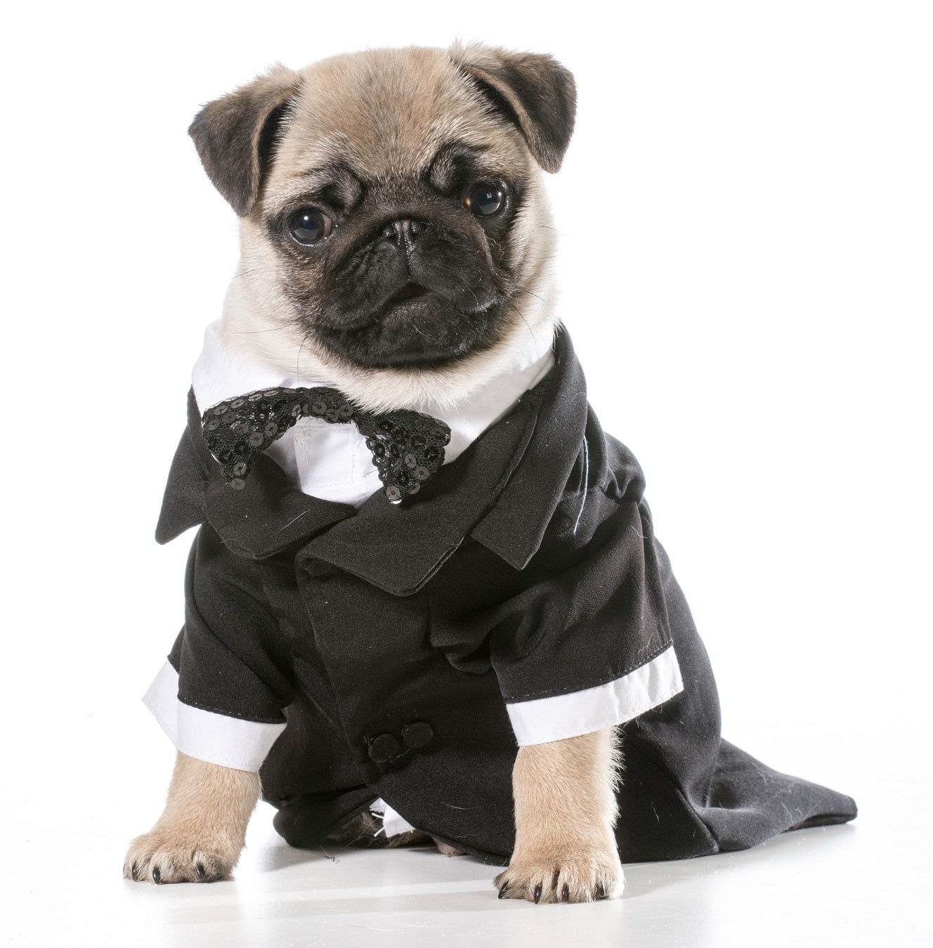 Arkansas woman admits to spending public money on pug