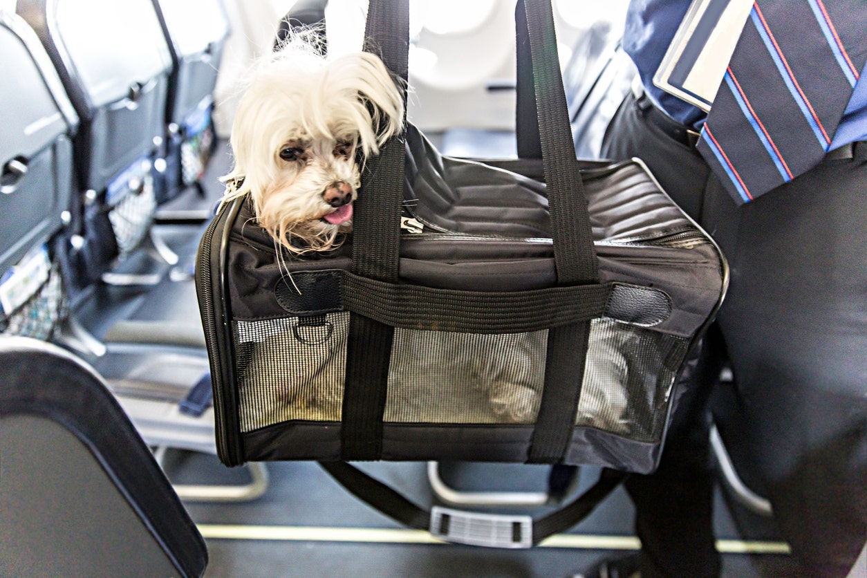 how do dogs travel on airlines