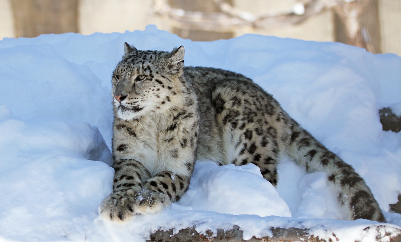 Three snow leopards at Nebraska zoo die from COVID-19 infection
