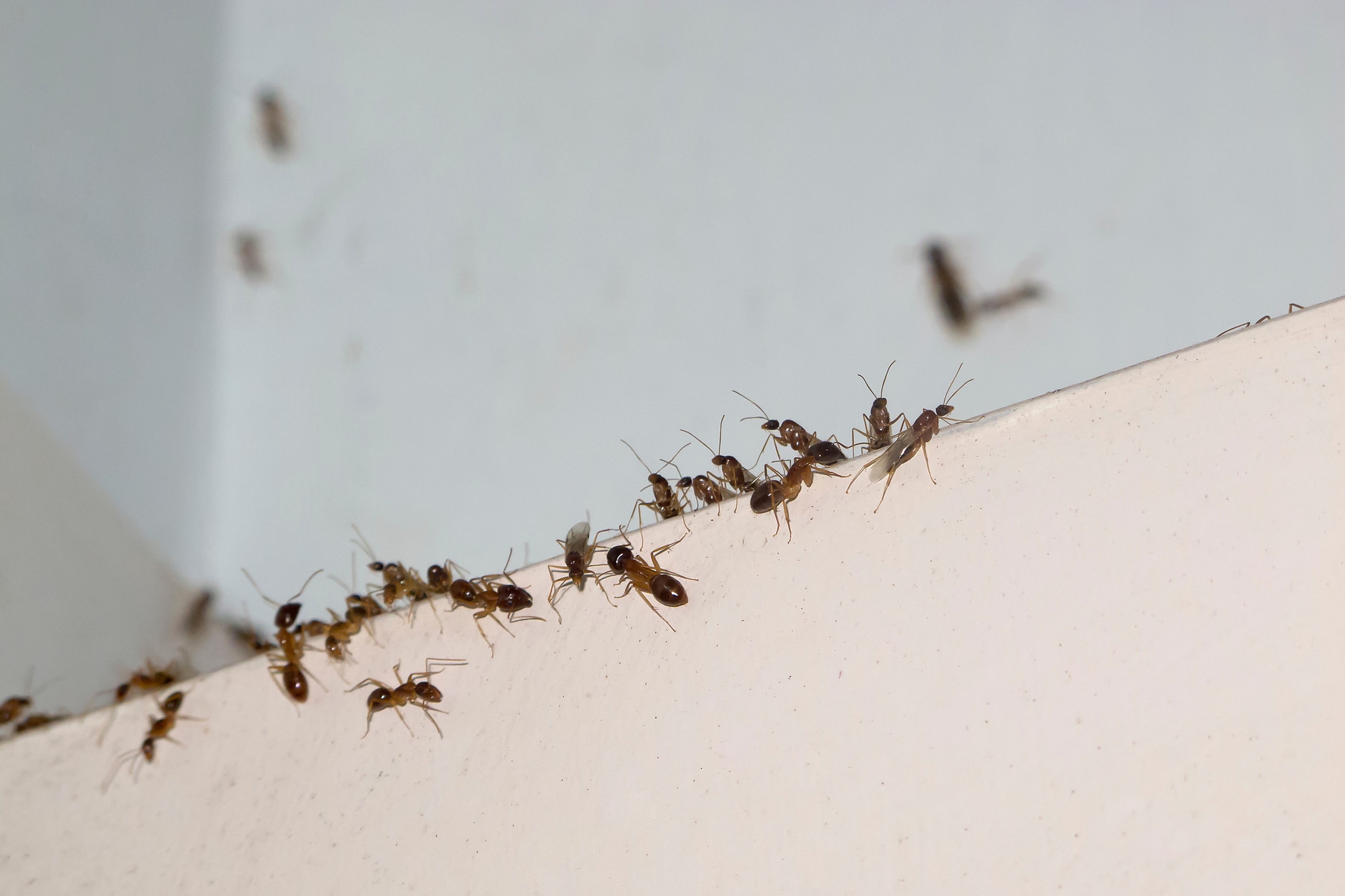 Infestation Of Ants Removed From Girl S Ear Fox News