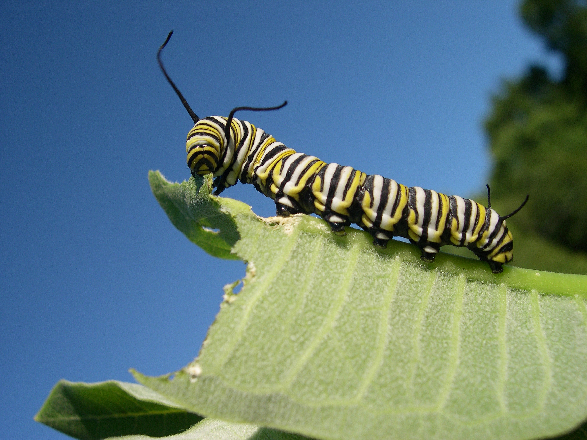 8 gross bugs you didnt know youre eating | Fox News