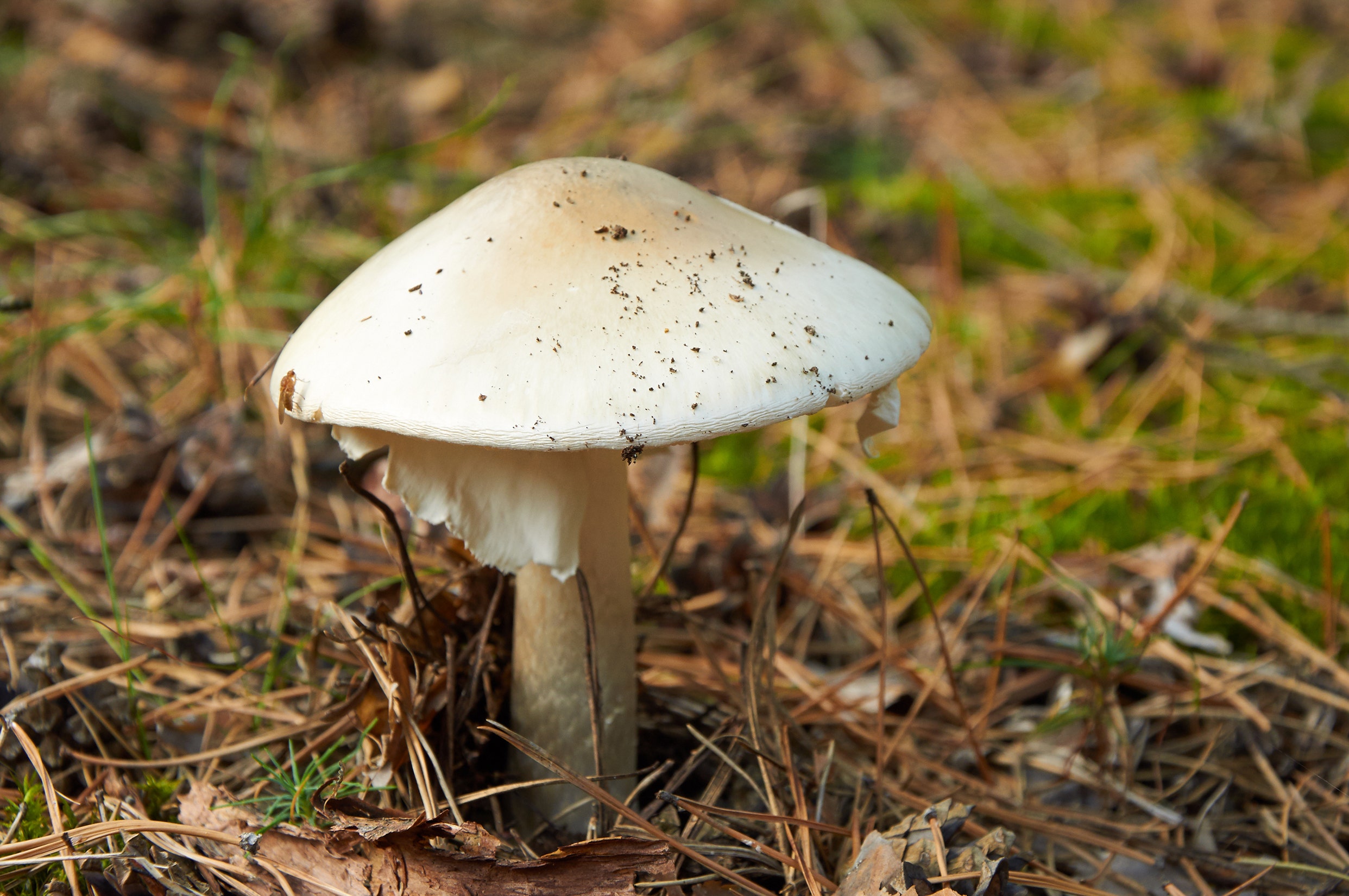 Ложная поганка. Бледная поганка. Бледная поганка ядовитые грибы. Поганки грибы ядовитые. Amanita phalloides гриб.