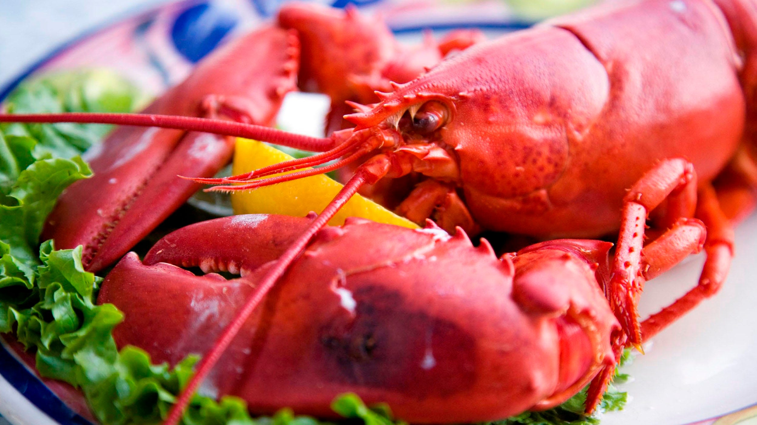 How to boil and steam lobsters | Fox News