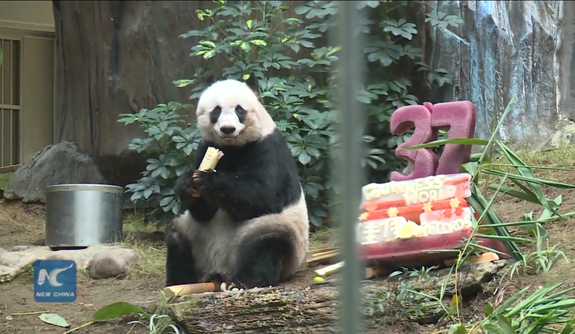 Oldest Panda In Captivity Celebrates 37th Birthday Fox News 6384