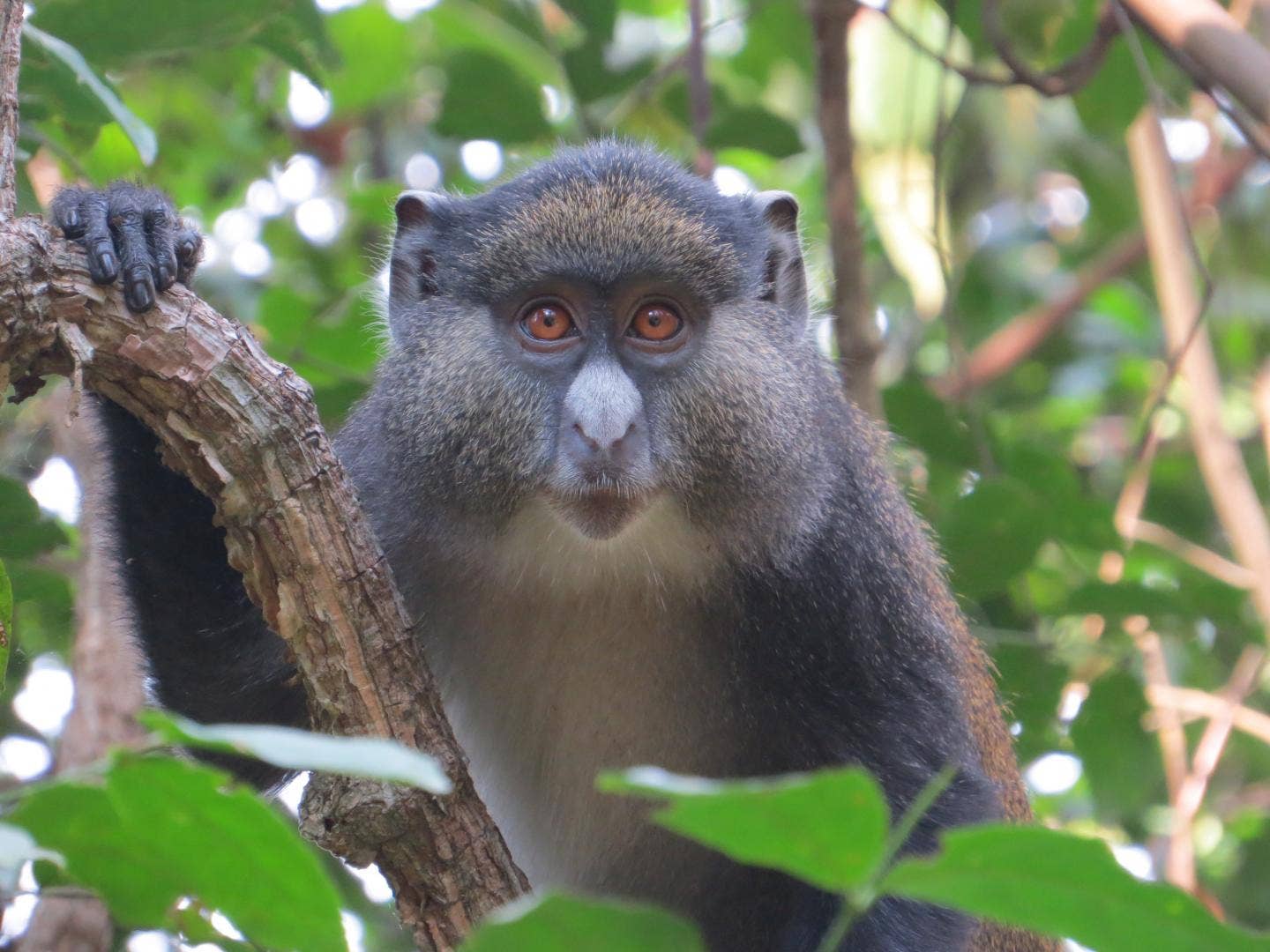 Promiscuous monkeys are having sex with other species, research shows | Fox  News