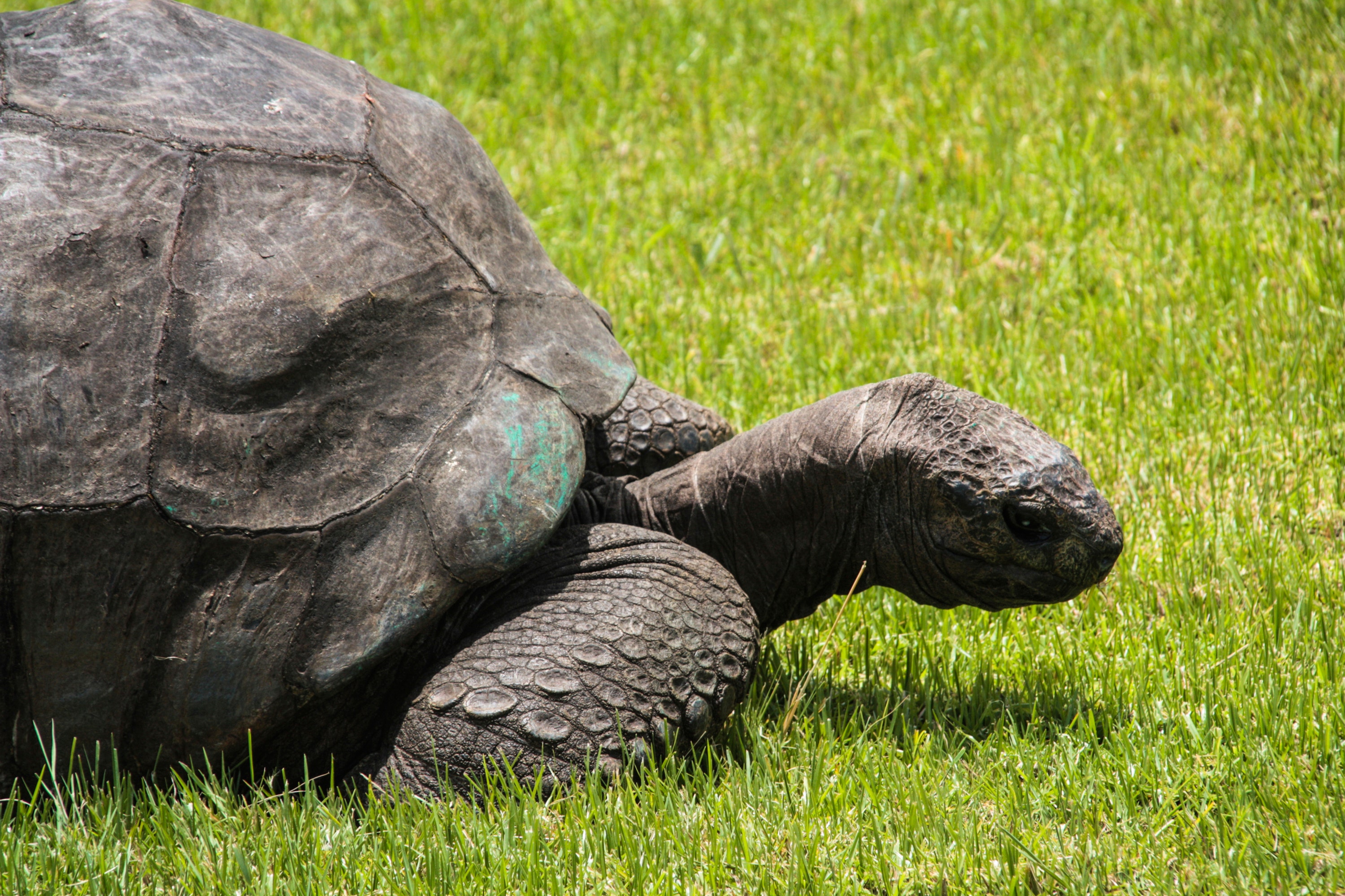 Tortoise jonathan the biggest tortoise
