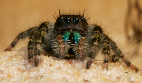 Creepy: Peering into spiders' brains without exploding them