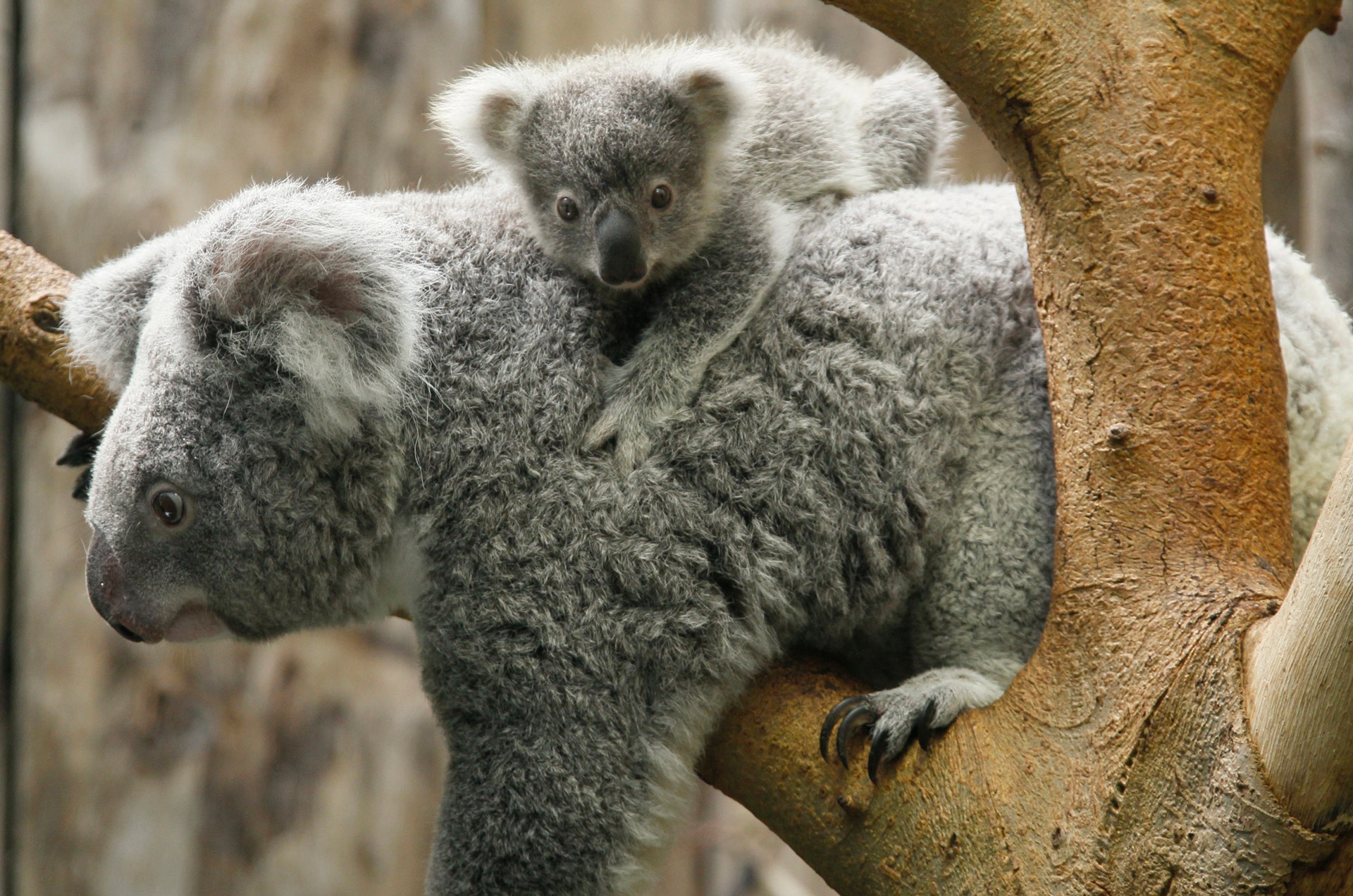 Коала сумка. Коала. Животное похожее на коалу. Коала с детенышем. Мех коалы.