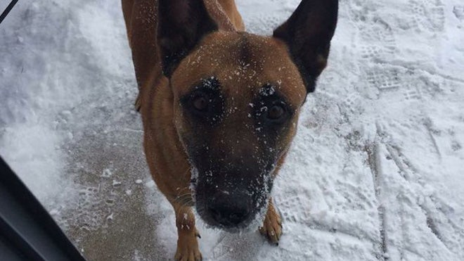 Police Dog Shot And Killed During 25-hour Standoff | Fox News