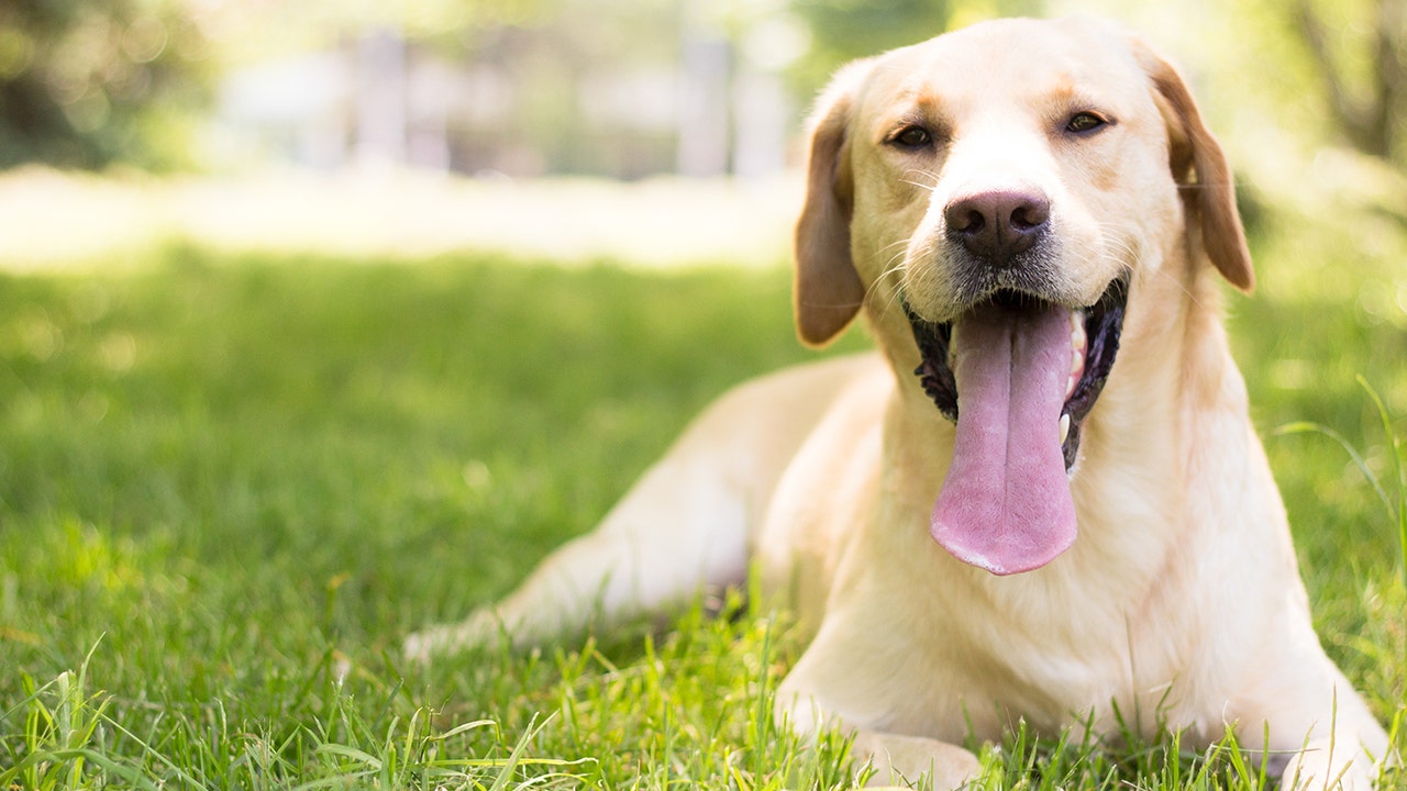 Labrador Retrievers ranked most popular dog in America for 27 years