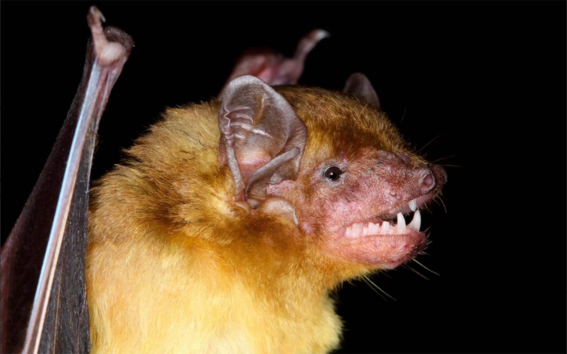 Two lemon-yellow bat species discovered in Africa. And they're adorable ...