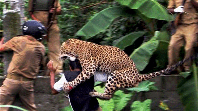 leopardcover-1.gif