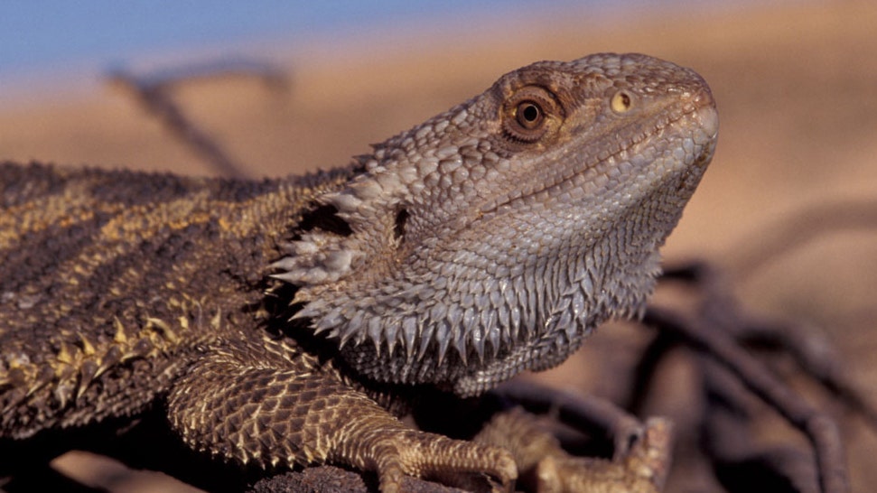 High temperatures make some lizards change sexes