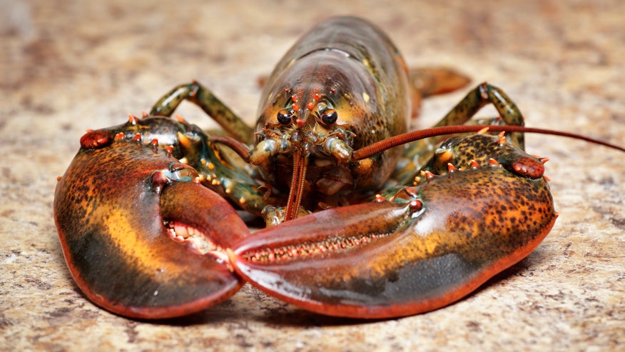 Seafood company convicted of animal cruelty for improperly killing lobster  | Fox News