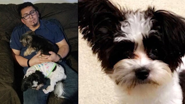 Navy veteran's therapy dog missing after car crash | Fox News