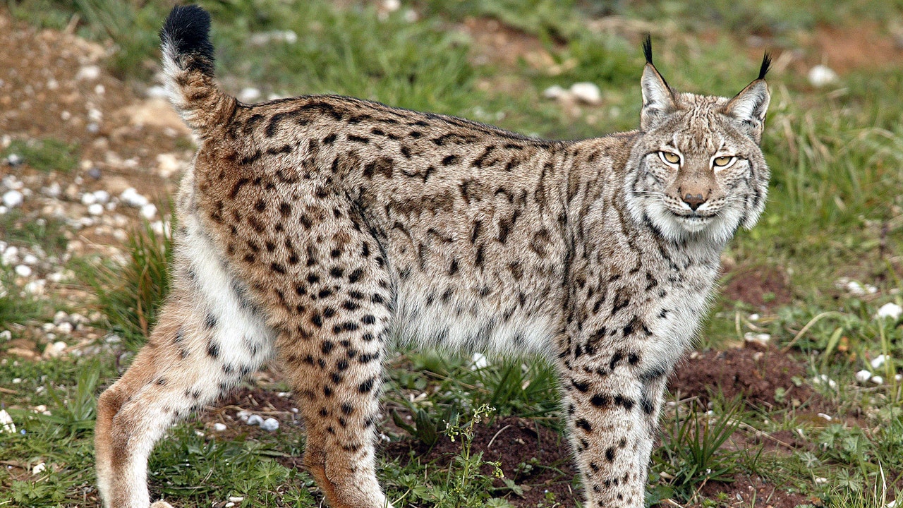 Lynx on the loose after escaping from UK wildlife park | Fox News
