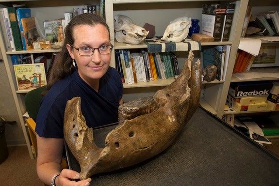 Mammoths And Mastodons Of The Ohio Valley Were Homebodies Fox News