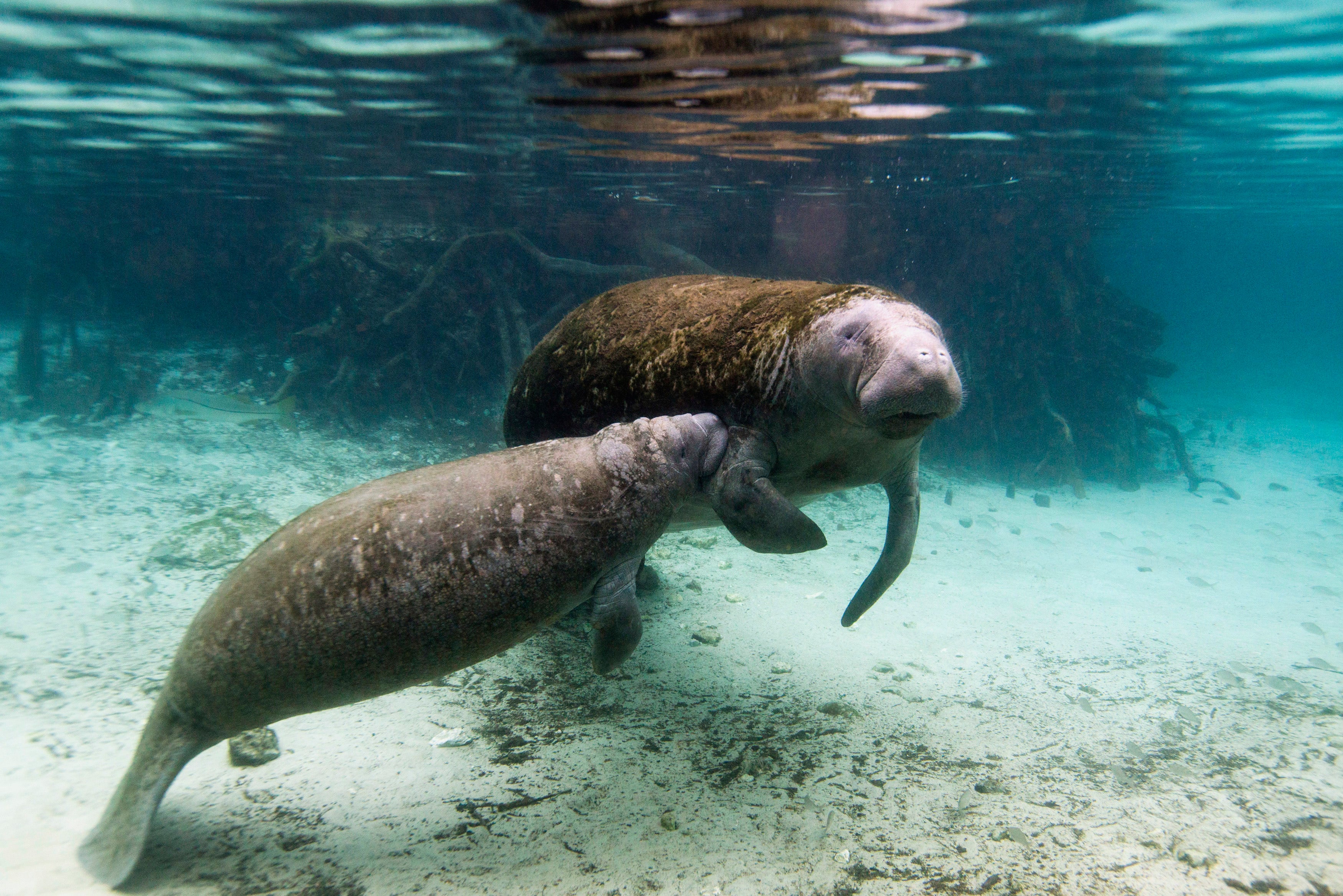Florida manatee deaths decline, but starvation threat looms: report