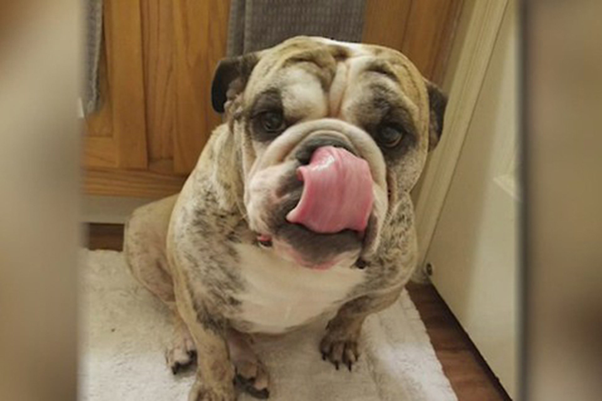 Dog drowns hours after it’s dropped off at Arizona pet resort Fox News