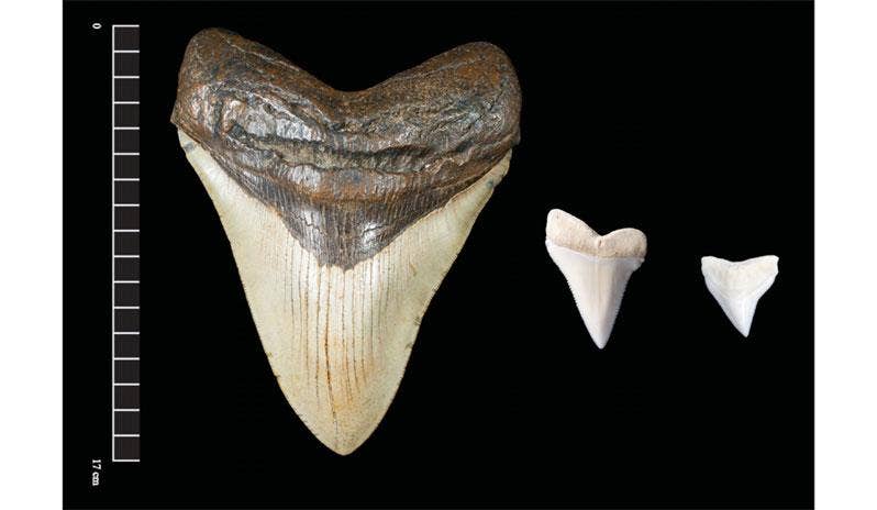Giant megalodon shark teeth may have inspired Mayan monster myths