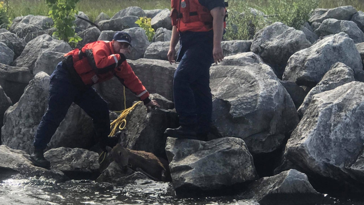 Trapped pregnant deer pulled from rocks by US Coast Guard in Michigan
