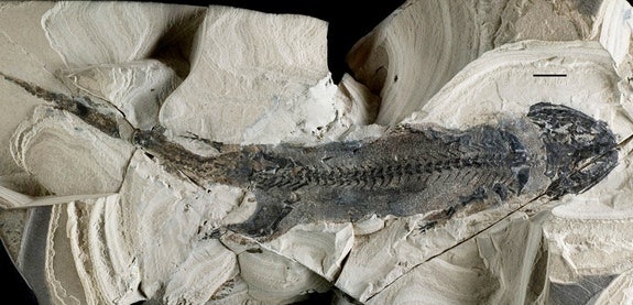 Remarkable limb regeneration began 300 million years ago | Fox News