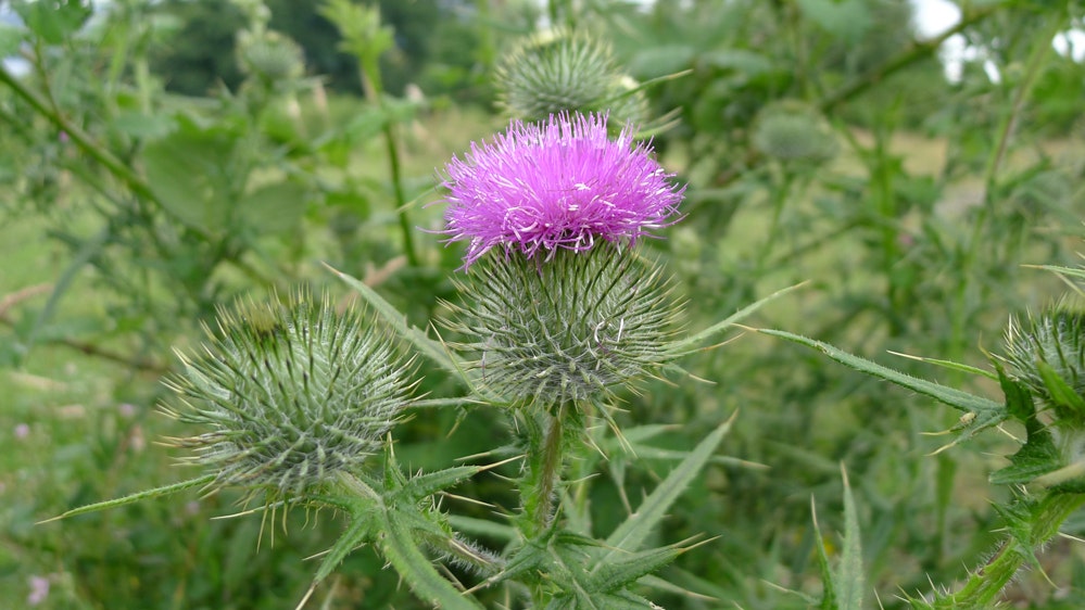 milk-thistle-for-a-healthy-liver-fox-news