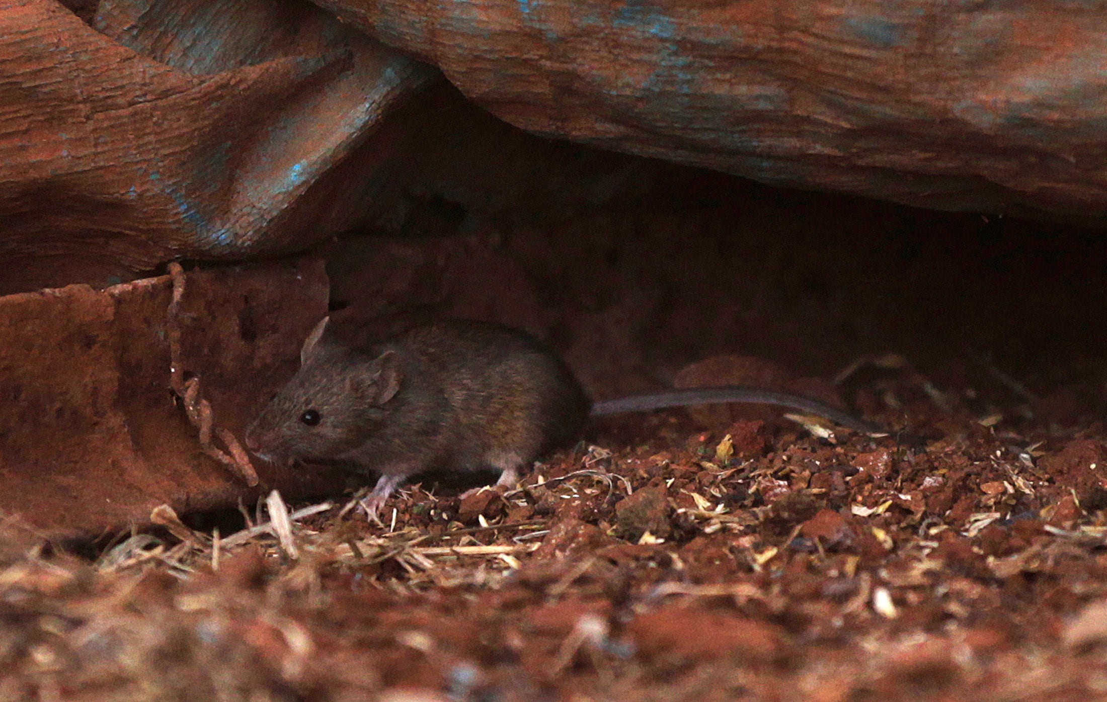 Why mice are nature's jet engines | Fox News