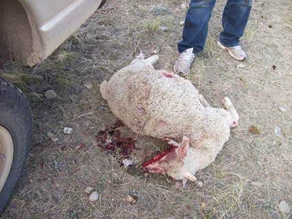 El Salto man shoots bear suspected of sheep killings