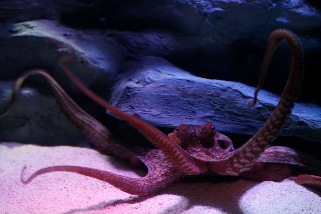 Giant group of octopus 'moms' discovered during deep sea expedition 'It's suicide' Fox News