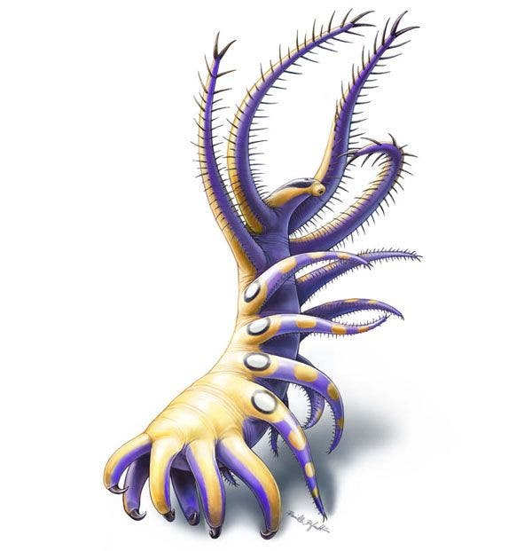 Ancient 'naked' worm did a little dance to catch seafood