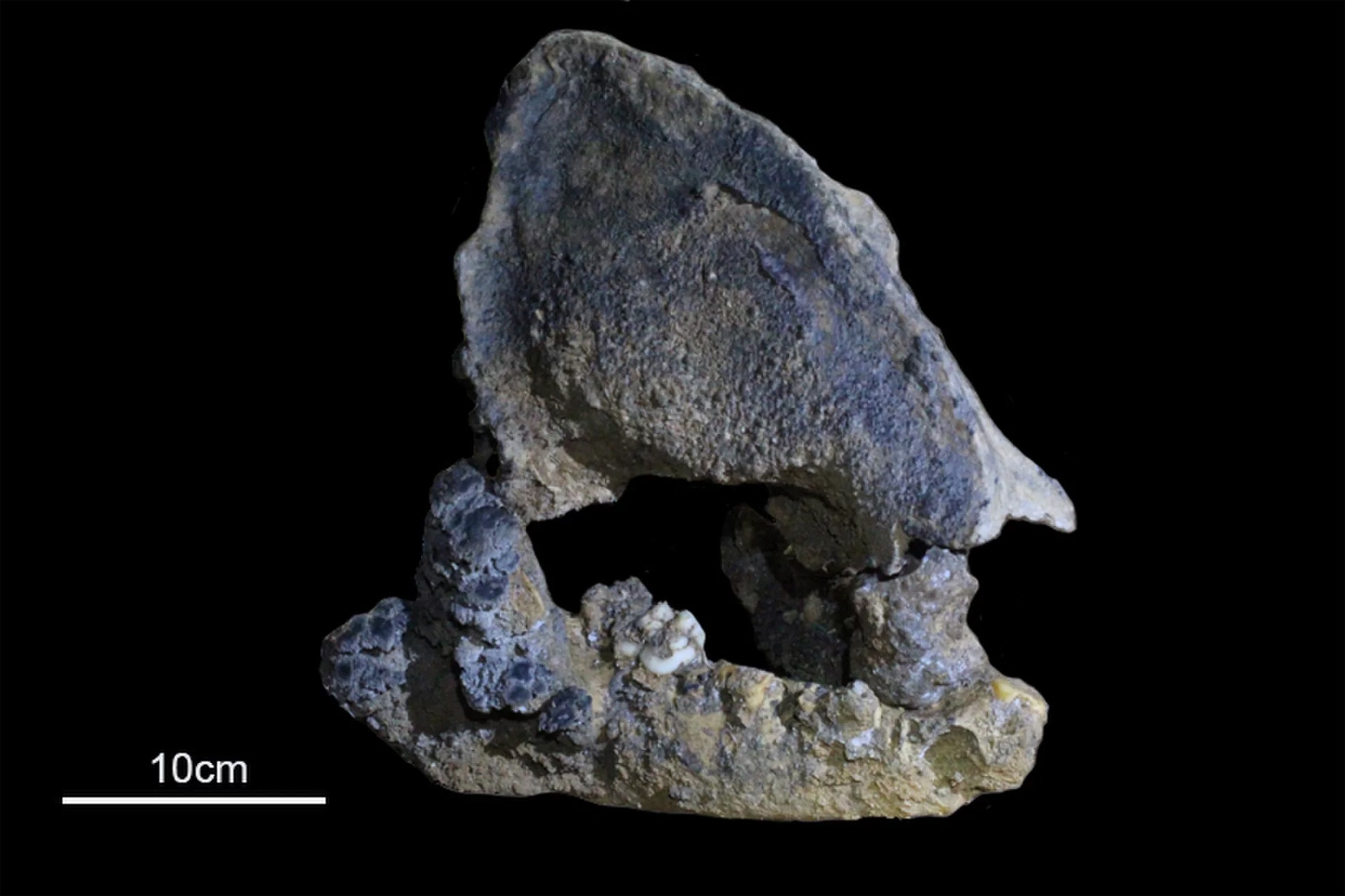 The oldest DNA from giant pandas was just discovered in a cave in China