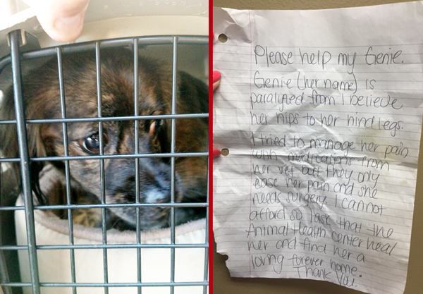 Owner leaves heartbreaking note with paralyzed dog at Florida shelter ...