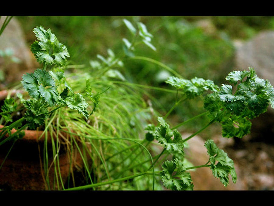 Parsley Contains Breast CancerFighting Compound Fox News