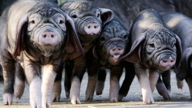 Petani Iowa mengatakan dia memelihara babi Amerika yang sempurna