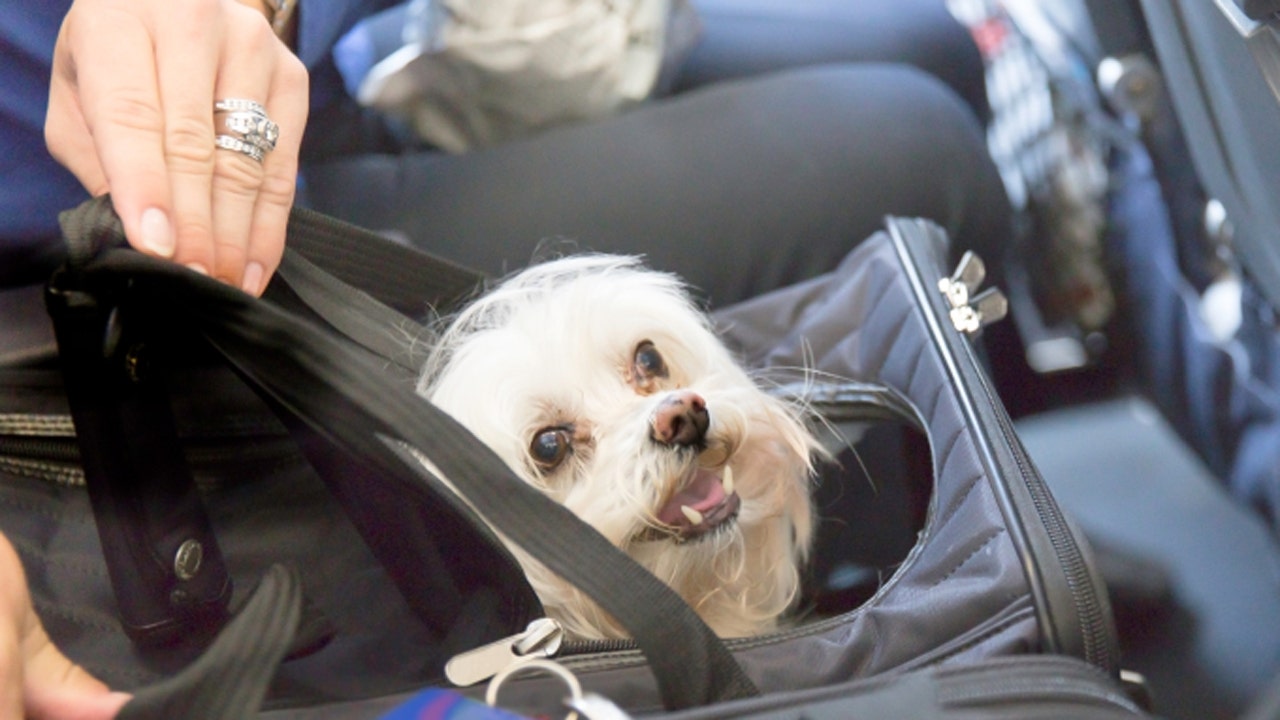 Pets now welcome aboard select northeastern Amtrak routes | Fox News