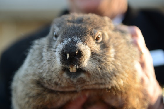 New Jersey groundhog dies before his big day: reports