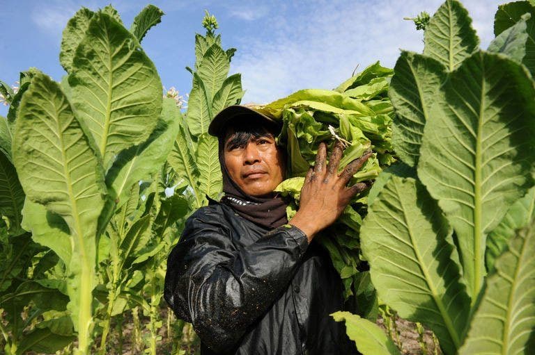Tobacco enriches, corrupts northern Philippines