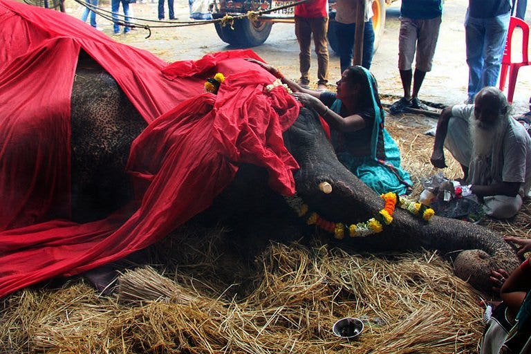 Overworked elephant dies in Mumbai | Fox News