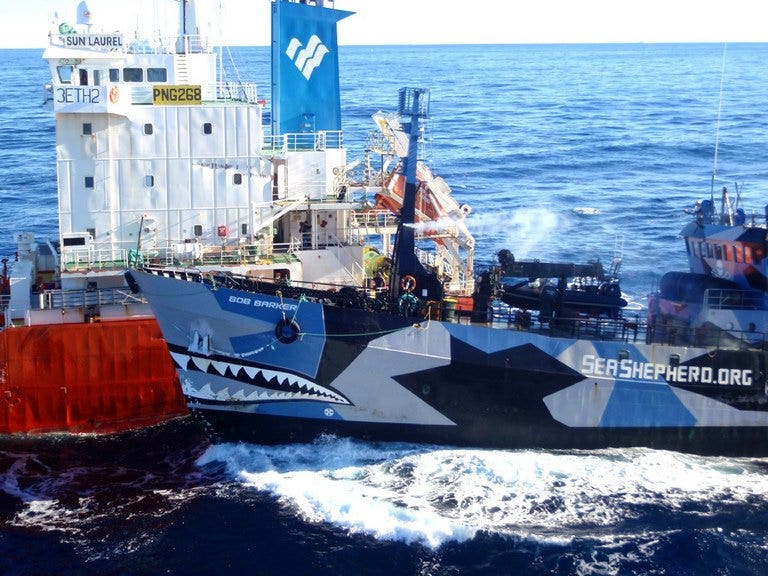 Sea Shepherd loses Australia bid for charity status | Fox News