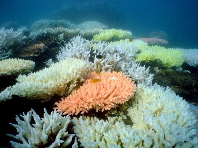 Australia akui kondisi Barrier Reef ???buruk???