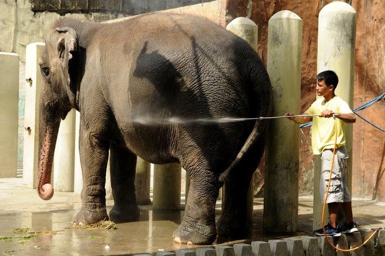 Philippine mayor rejects transfer of 'lonely' elephant | Fox News