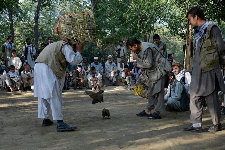 Bertaruh dan bersorak atas kebangkitan pertarungan burung di Afghanistan