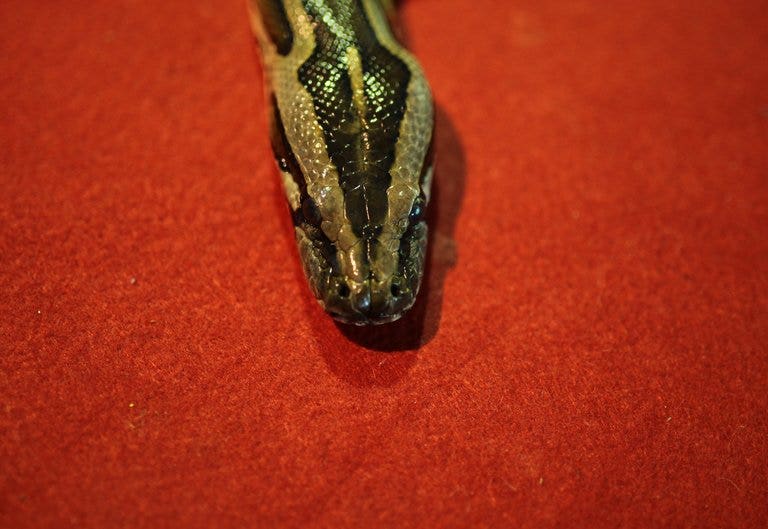 Escaped python kills two young children in Canada | Fox News