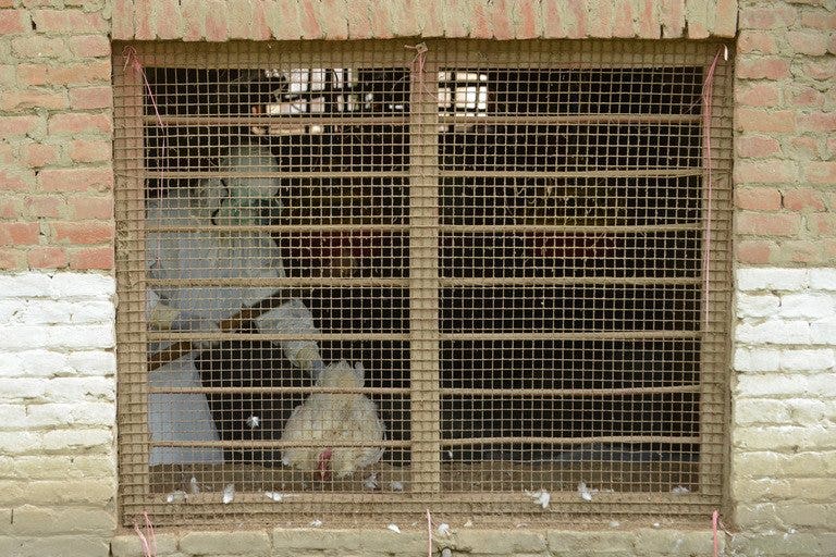 Nepal steps up poultry cull to combat bird flu | Fox News